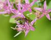 Empis sp.